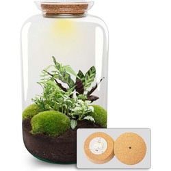 URBANJNGL - Planten terrarium • Botanisch Sven XL met verlichting  • ↑ 43 cm
