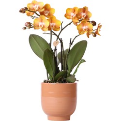 Kolibri Orchids | Oranje phalaenopsis orchidee Las Vegas in cognac kleurige Glazed sierpot - potmaat Ø12cm