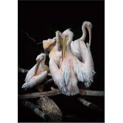 Acoustic Art Pelicans