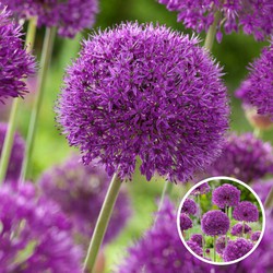Allium Purple Sensation - Set van 60 - Bloembollen Alium