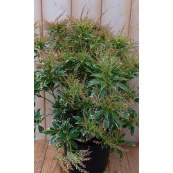 Pieris Witbont Groen 50 cm