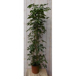 Kamerplant Schefflera Vingersboom geelbont 120 cm