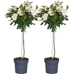 Stamroos - Set van 2 - Rosa palace ‘Kailani' - Hoogte 80-100cm - ⌀19cm