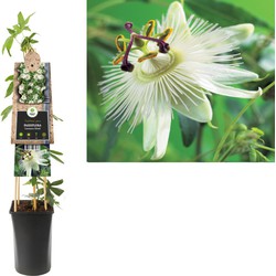 3 stuks - Klimplant Passiflora Constance Elliott 75 cm - Van der Starre