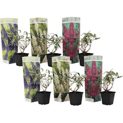 Vlinderstruiken - Mix van 6 - Buddleja - Tuinplanten - Pot 9cm - Hoogte 25-40cm