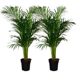 ZynesFlora - Dypsis Lutescens - 2 Stuks - Kamerplant - Ø 21 cm - Hoogte: 120 - 130 cm - Luchtzuiverend - Goudpalm - Palm