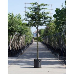 Haagbeuk als leiboom Carpinus betulus h 300 cm st. omtrek 10 cm st. h 180 cm