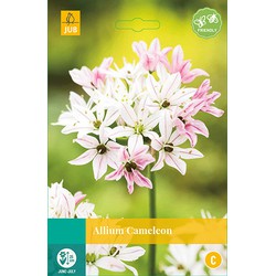 Allium Cameleon, 8 bloembollen