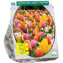 Tulipa Mix Party Popper per 20 bloembollen