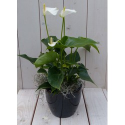 Flamingoplant Anthurium wit in zwarte/antraciete pot 40 cm