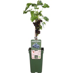 Hello Plants Vitis Vinifera Venus Veredelt Pitloze Blauwe Druiven - Druivenplant - Ø 19 cm - Hoogte: 50 cm