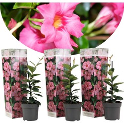 Dipladenia sanderii - Set van 3 - Roze tuinplanten - Pot 9cm - Hoogte 25-40cm