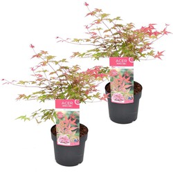 Acer palmatum ´Beni Maiko´ - Set van 2 - Esdoorn - Pot 19cm - Hoogte 60-70cm
