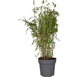 Hello Plants Fargesia Murielae Winter Black - Ø 29 cm - Hoogte: 80 cm - Bamboe Plant