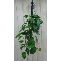 Hangplant Epipremnum donker groen