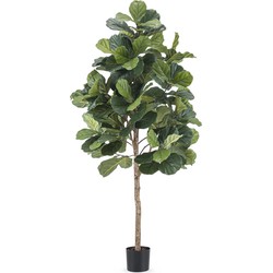 Greenmoods Tabaksplant Ficus Lyrate - Nicotiana tabacum - Nep plant - 1 Stuk - 180cm