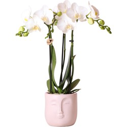 Kolibri Orchids | Witte Phalaenopsis orchidee – Amabilis + Zen Face sierpot Nude – potmaat Ø9cm – 40cm hoog | bloeiende kamerplant in bloempot - vers van de kweker