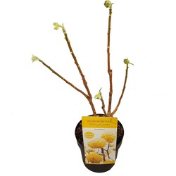 Hello Plants Edgeworthia Chrysantha Grandiflora Papierstruik - Ø 19 cm - Hoogte: 30 cm - Struik Heester