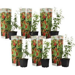 Lycium Barbarum - Set van 6 - Boksdoorn - Goji-bes - Pot 9cm - Hoogte 25-40cm