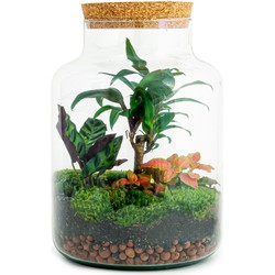 URBANJNGL - Planten terrarium • Milky Palm • Ecosysteem plant • ↑ 30 cm