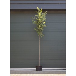 Steeneik Quercus ilex h 325 cm st. omtrek 13 cm st. h 190 cm - Warentuin Natuurlijk