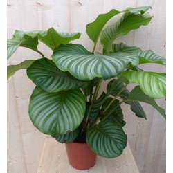 Calathea Orbifolia Pauwenplant groot groen blad met strepen 60 cm