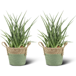 We Love Plants - Sansevieria Fernwood Punk + Mand Bram - 2 stuks - 30 cm hoog - Vrouwentong