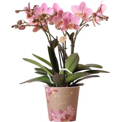 Kolibri Orchids | Oudroze Phalaenopsis orchidee - Jewel Treviso - potmaat Ø12cm | bloeiende kamerplant - vers van de kweker