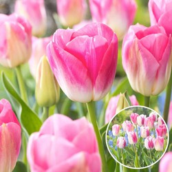 Tulipa Dynasty - Bloembollen - Set van 40 - Tulp - Roze wit
