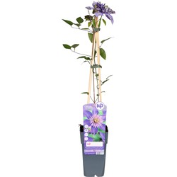 Hello Plants Clematis Multi Blue Bosrank - Klimplant - Ø 15 cm - Hoogte: 65 cm
