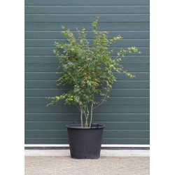 Gewone Japanse esdoorn Acer palmatum h 162,5 cm