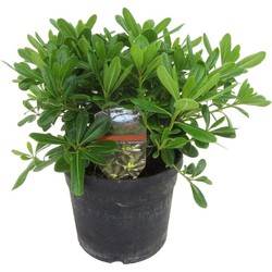 Pittosporum tobira nanum - Bloeiende Laurierstruik - Pot 19cm - Hoogte 30-40cm