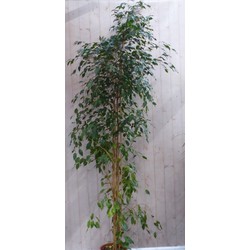 Kamerplant Ficus donkergroen 200 cm - Warentuin Natuurlijk