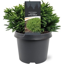 Cryptomeria jap. Little Sonja 20-25 cm Conifeer