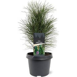 Pinus nigra Green Tower 25-30 cm Conifeer