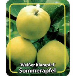 Malus Domestica Weisser Klarapfel