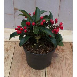 Skimmia met rode bessen