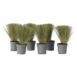 Vedergras - Set van 6 - Stipa tenuifolia 'Pony Tails' - Hoogte 20-30cm - ⌀9cm