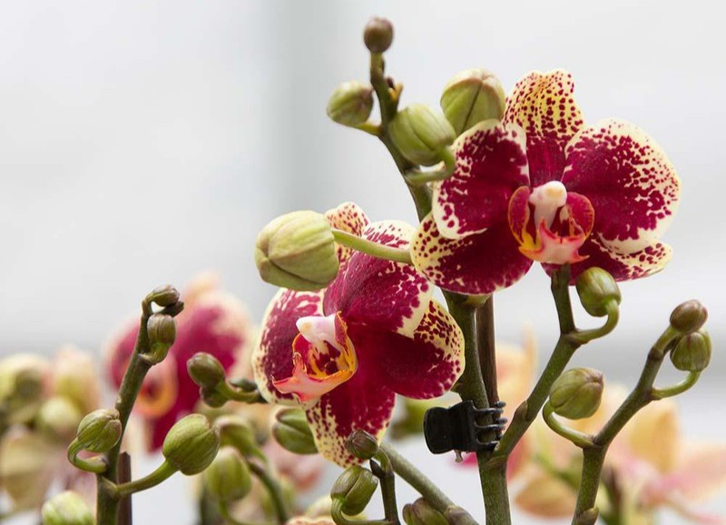 Trending: orchideeën in huis!