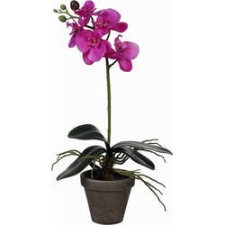 Mica Decorations Kunstplant - Phalaenopsis orchidee - paars - 48 cm - Kunstplanten