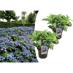 Hydrangea serrata Zomerglans - Set van 2 - Hortensia - Pot 19cm - Hoogte 25-40cm