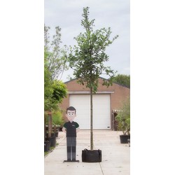 Zomereik Quercus robur h 575 cm st. omtrek 22,5 cm - Warentuin Natuurlijk
