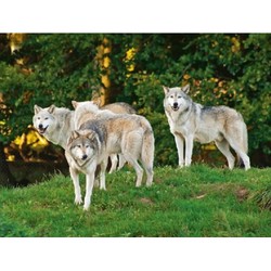 Set van 4x stuks placemats wolf/wolven 3D print 30 x 40 cm - Placemats