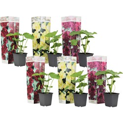 Alcea rosea - Mix van 6 - Rood, geel, paars - Tuin - Pot 9cm - Hoogte 25-40cm