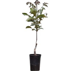 2 stuks! Roodbladige walnotenboom Juglans r. Purpurea h 100 cm st. omtrek 1 cm boom