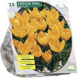 Crocus Grootbloemig Geel per 25 bloembollen