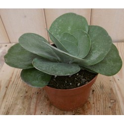 2 stuks! Kamerplant Kalanchoe thyrsiflora