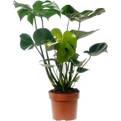 Monstera Deliciosa - Gatenplant - Pot 17cm - Hoogte 50-60cm