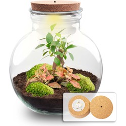 URBANJNGL - Planten terrarium • Teddy Bonsai • Ecosysteem plant • ↑ 26,5 cm