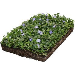 Plantenmat vasteplanten maagdenpalm Vinca minor prijs per 1m2 cm Covergreen